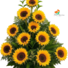 Arreglo De Girasoles, Bello Amanecer